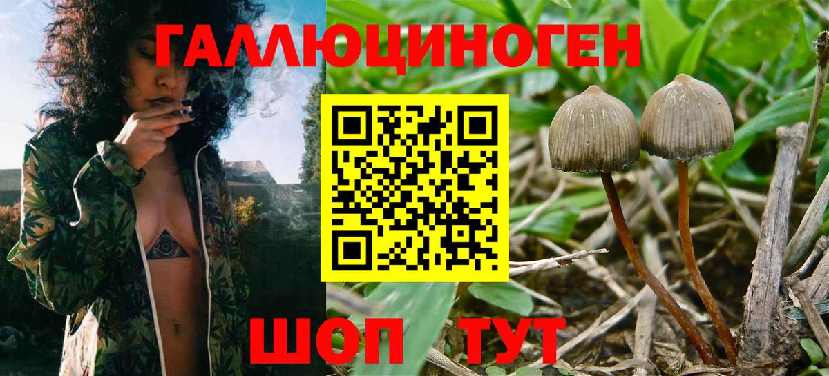 Зеленодольск  Галлюциногенные грибы Psilocybe  наркота  Вход с VPN 